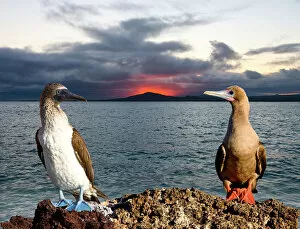Landscape paintings Canvas Print Collection: South Atlantic, Ecuador, Galapagos Islands. Blue- and red-footed booby birds with