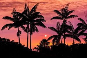 Oceania Collection: Sunset through silhouetted palm trees, Kona Coast, The Big Island, Hawaii