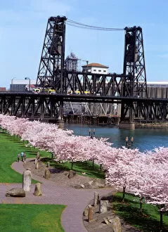 Related Images Photographic Print Collection: USA, Oregon, Portland, MAX crossing the Steel Bridge near cherry tree blossoms at