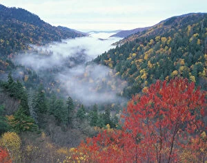 Forest artwork Jigsaw Puzzle Collection: USA, Tennessee, Great Smokey Mountains National Park. Autumn view of foggy valley