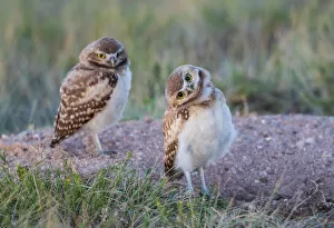 Strigidae Collection: USA, Wyoming, Sublette County. Two young Burrowing owls stand at the edge of their