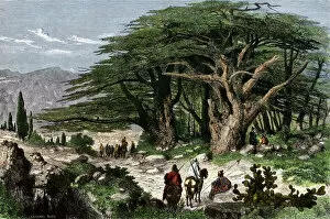 Journey Collection: Cedars of Lebanon