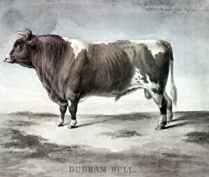 Flora and Fauna Collection: DURHAM BULL, 1856. Duke of Cambridge, Durham Bull. Watercolor sketched from life by August