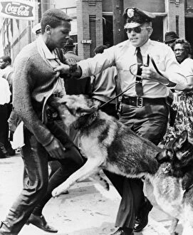 Related Images Framed Print Collection: Police dog attacking a young black man during the Youth Mass Demonstration in Birmingham, Alabama