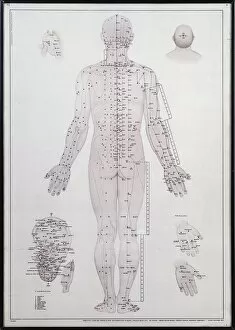 18 Mar 2014 Photographic Print Collection: Acupuncture meridian chart