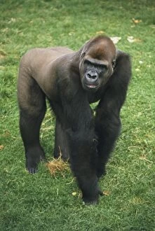 African Collection: Adult male Lowland Gorilla (Gorilla beringei graueri) on all fours on grass