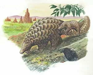 Non Urban Scene Collection: Giant Pangolin Manis gigantea carrying young on tail, illustration