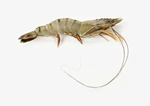 Crustaceans Pillow Collection: Giant Tiger Prawn