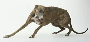 Greyhound Racing Pillow Collection: Greyhound (Canis familiaris) crouching and turning sideways, side view
