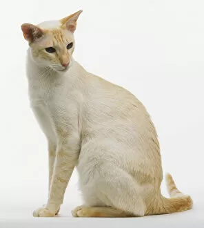 Side View Collection: Red Tabby Point Siamese cat