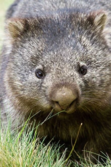 Focus On Foreground Collection: Australian wombat
