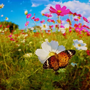 Masahiro Noguchi Photo Mug Collection: An butterfly on a white flower