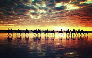 Landscape paintings Collection: Camels on Cable Beach