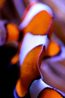 Animals Jigsaw Puzzle Collection: Clownfish Abstract