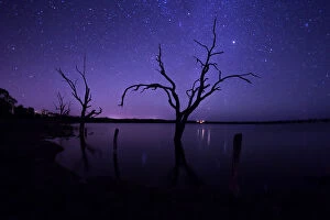 John White Photos Collection: Dead gum tree in the River Murray. Australia