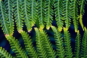 Fonds Collection: Fern Leaves Touching One Another
