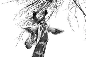 Meaghan Skinner Photography Poster Print Collection: Giraffe Snacking on leaves
