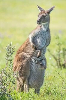 Vertical Collection: Kangaroo with baby joey in its pouch. Australia