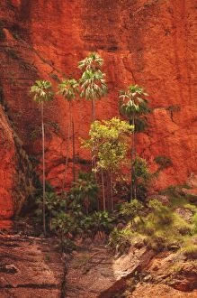 Outback Fine Art Print Collection: Purnululu Palm Trees East Kimberley Region