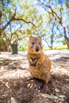 Famous Place Collection: A Quokka marsupial on Rottnest Island, Western Australia