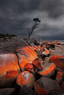 Tree Collection: Red rock with lichen and storm clouds