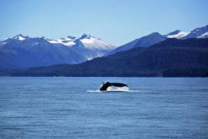 Pop art Canvas Print Collection: The Sailing of a Humpback Whale and Display of its Tail in Juneau, Alaska, United States of America