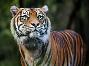 Sydney Photo Mug Collection: Sumatran Tiger