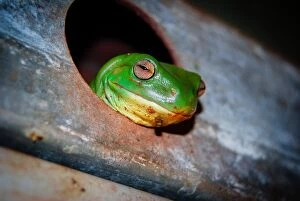 John Crux Photography Poster Print Collection: Tree Frog