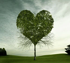 Melbourne Collection: Tree growing in heart-shape
