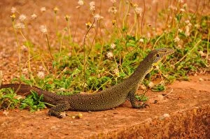 Water Monitor Collection: Water Monitor lizard