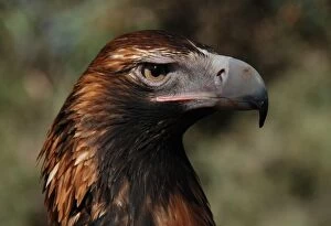Focus On Foreground Collection: Wedge-tailed eagle