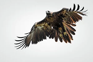 Photographer Photographic Print Collection: Wedge-tailed eagle in flight