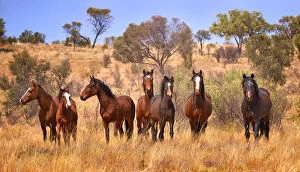 Tree Collection: Wild Horses Australia
