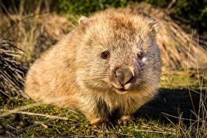 Portraits Mouse Mat Collection: Wombat at Maria island, Tasmania