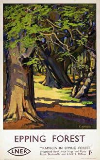 Forest and woodland scenes Canvas Print Collection: Epping Forest, LNER poster, 1923-1947
