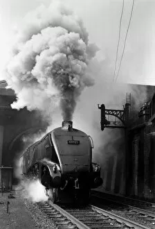 Stations Photographic Print Collection: Woodcock, A4 Class steam locomotive No 60029, c 1954. Locomotive billowing smoke