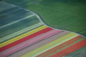 Ditch Collection: Aerial view of tulip fields in the Netherlands