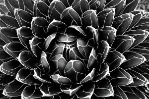 Monochrome paintings Metal Print Collection: Agave victoriae-reginae (Queen Victoria agave, royal agave)