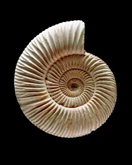 Paleontology Collection: Ammonite fossil