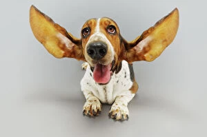 Related Images Collection: Basset Hound with Outstretched Ears