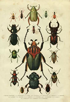 Grouper Poster Print Collection: Beetle insect illustration 1881