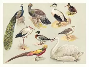 Wildlife illustrations Metal Print Collection: Birds illustration 1888