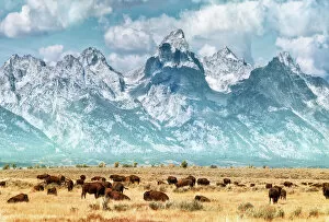 Nature art Jigsaw Puzzle Collection: Bison (or Buffalo) below the Grand Teton Mountains