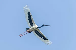 Black Stork Fine Art Print Collection: Black-necked Stork -Ephippiorhynchus asiaticus-, Keoladeo National Park, Rajasthan, India