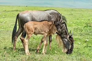Nature-inspired artwork Poster Print Collection: Blue Wildebeest -Connochaetes taurinus-, cow with calf, Ngorongoro Crater, Tanzania