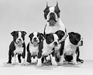 Monochrome photography Photo Mug Collection: Boston terrier and puppies