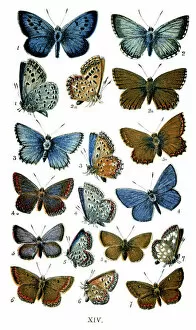 Lepidoptera Collection: Butterflies