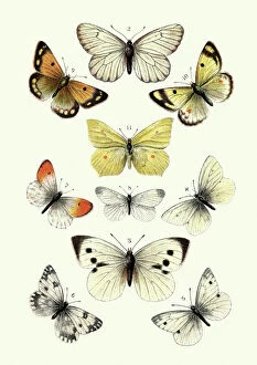 Clouded Yellow Collection: Butterflies, Black veined white butterfly, Brimstone, Large white