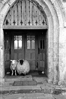 Sheep Metal Print Collection: Church Sheep