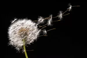 Compositae Collection: Dandelion seeds flying away